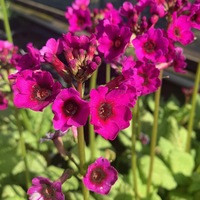 Primula japonica violet-flowered